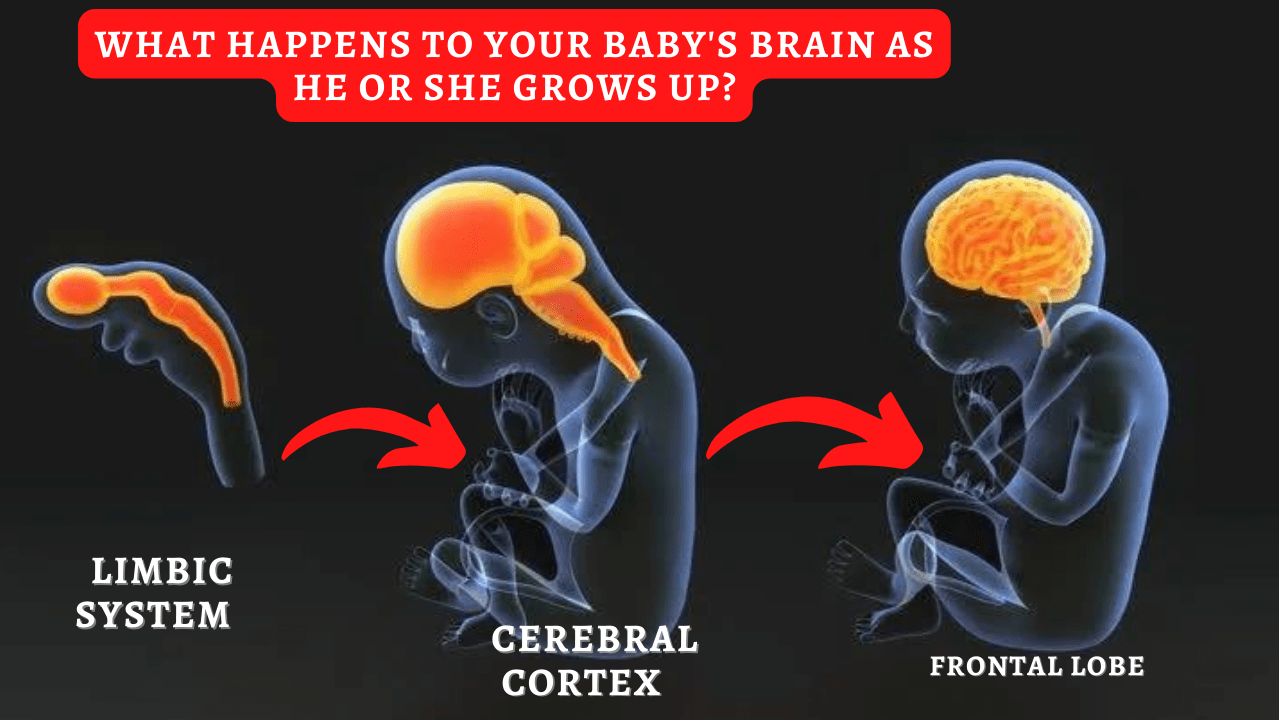 What happens to your baby's brain as he or she grows up?