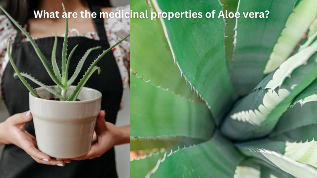 What are the medicinal properties of Aloe vera?