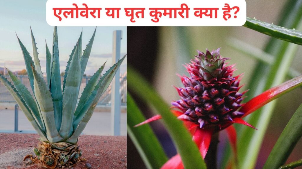 एलोवेरा या घृत कुमारी क्या है?